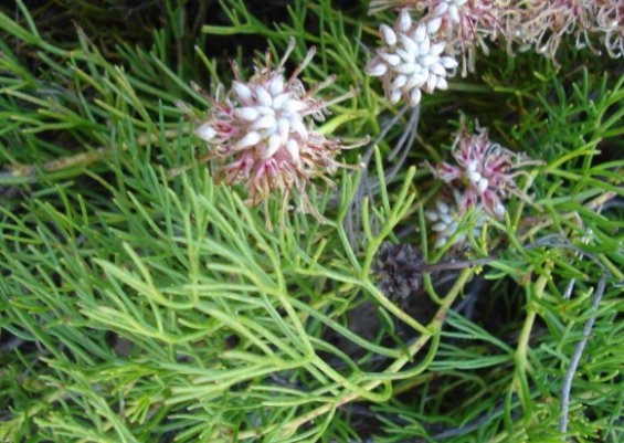 Serruria cygnea leaves